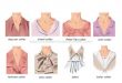 Collars and Necklines on Tops -- Great picture reference and descriptions!!